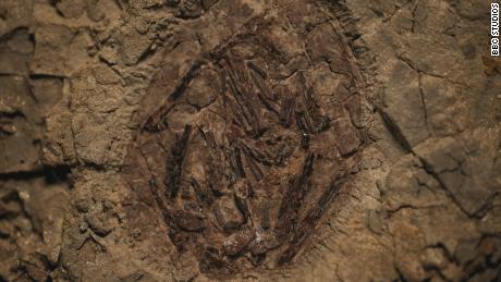 El huevo de un pterosaurio descubierto en Tanis es el único encontrado en América del Norte.