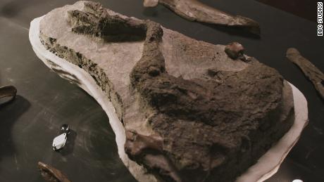 El fósil de la pierna de Thescelosaurus después de ser excavado.