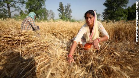 India se ha ofrecido a ayudar a resolver la crisis alimentaria mundial.  Aquí está la razón de su declive.