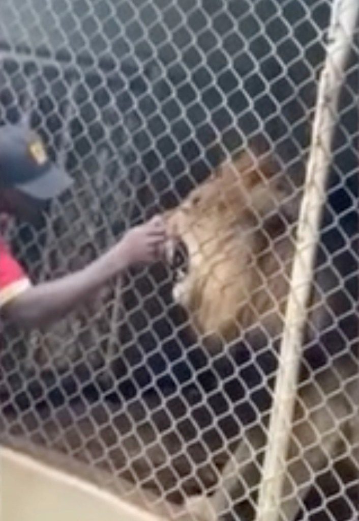 Los visitantes se sorprendieron después de que un león mordiera el dedo de un trabajador del zoológico en el zoológico de Jamaica.