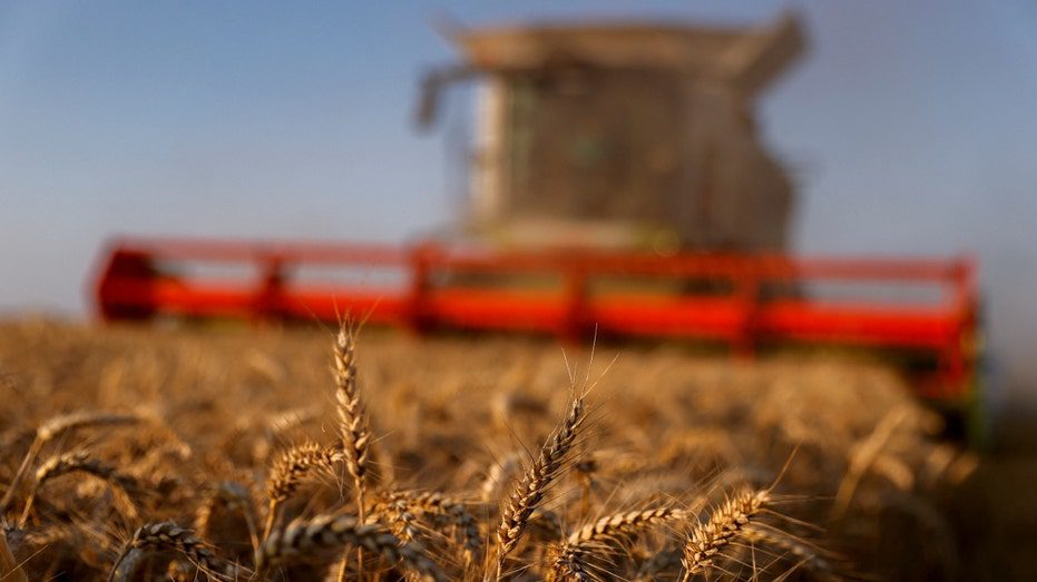 Un agricultor francés cosecha su campo de trigo