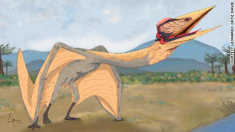 volando & # 39;  Dragón de la muerte & # 39;  Es el pterodáctilo más grande que fue descubierto en Sudamérica