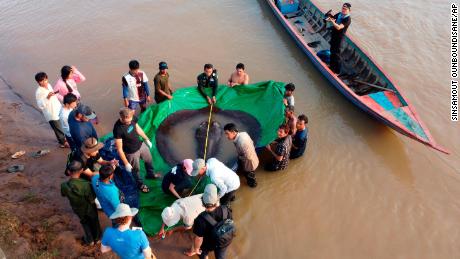 Científicos y funcionarios camboyanos y estadounidenses miden una raya gigante de agua dulce el 14 de junio en la provincia nororiental de Stung Treng en Camboya. 