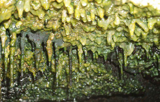 Gruesas esteras microbianas cuelgan debajo de un saliente rocoso en los respiraderos de vapor que se extienden a lo largo de la zona este de grietas en la isla de Hawái.  Crédito de la imagen: Jimmy vio