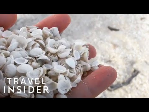 Video australiano La playa está completamente cubierta de pequeñas conchas